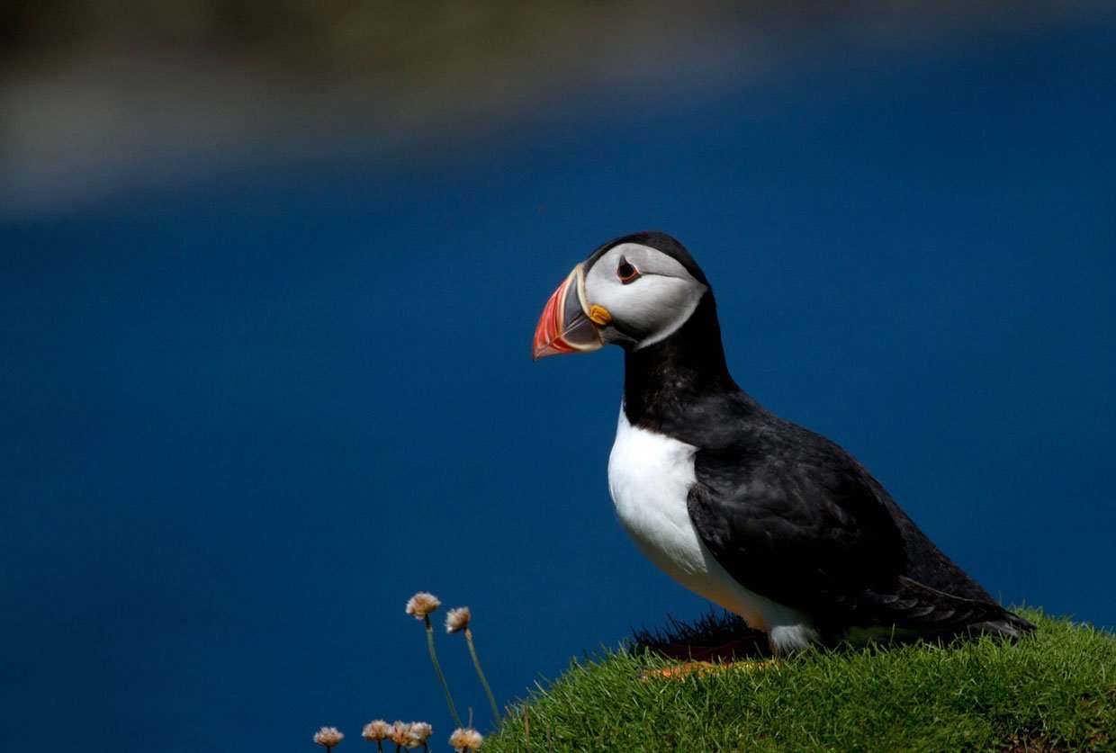 Puffins on the Isle of Staffa