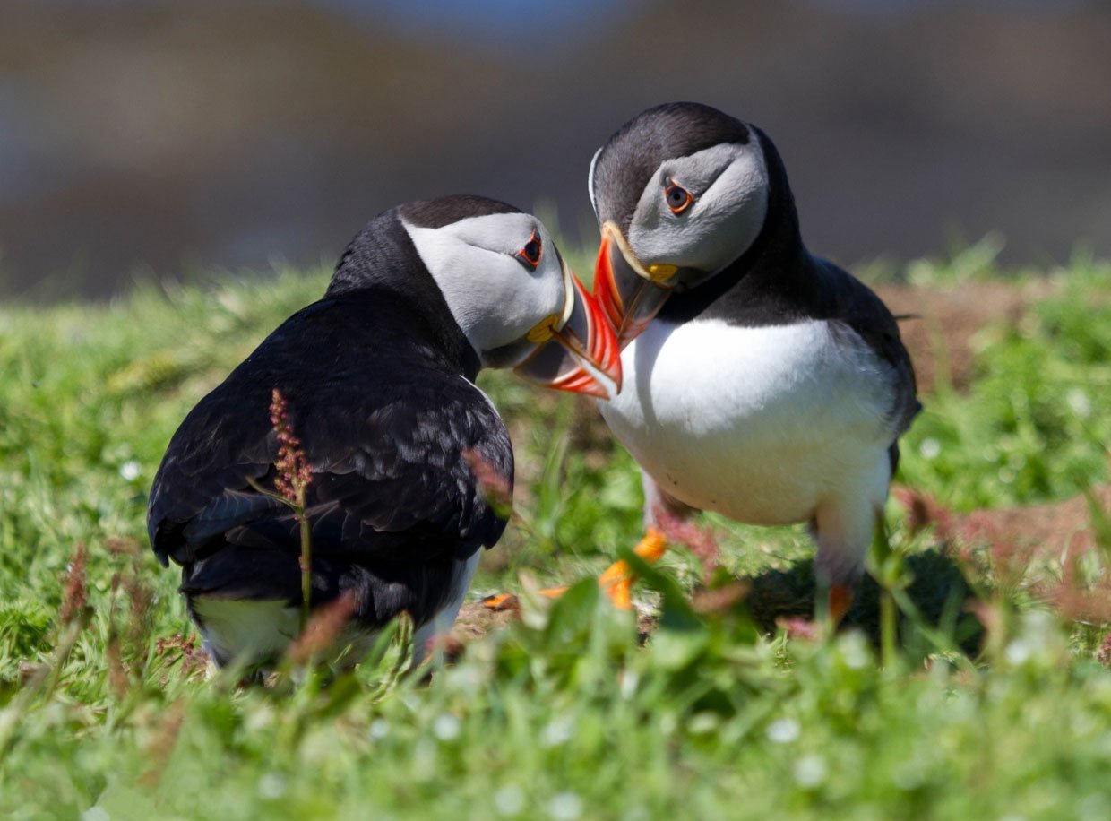 2 puffins