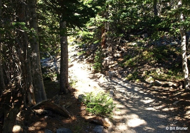 trees on the trail