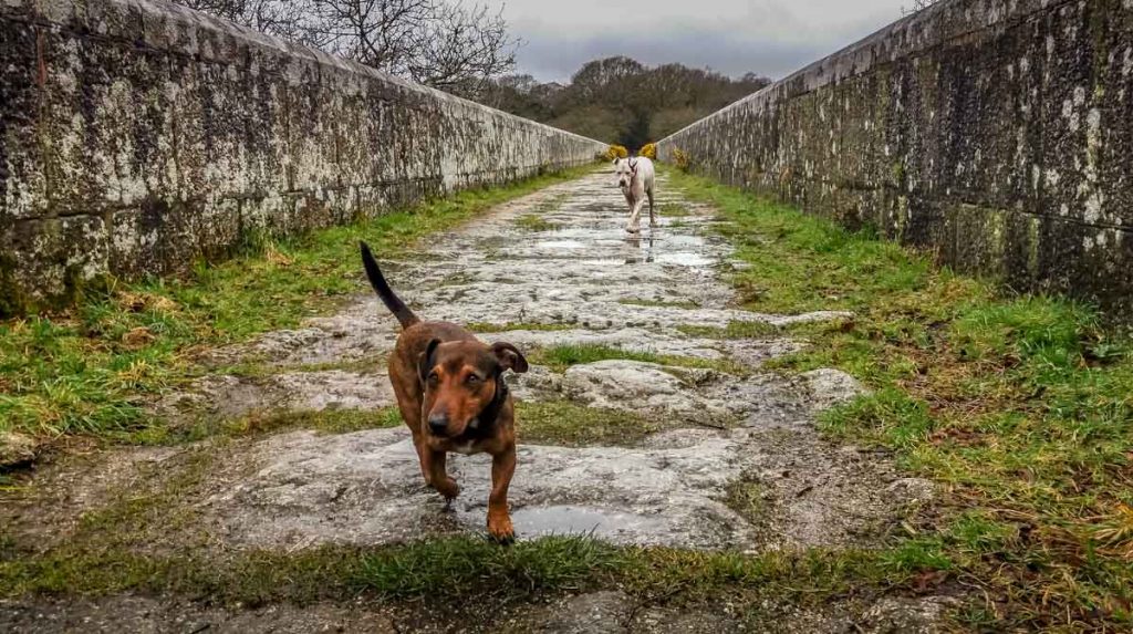 Luxulyan Valley Walk, Cornwall – Industrial Heritage and Natural Beauty 2