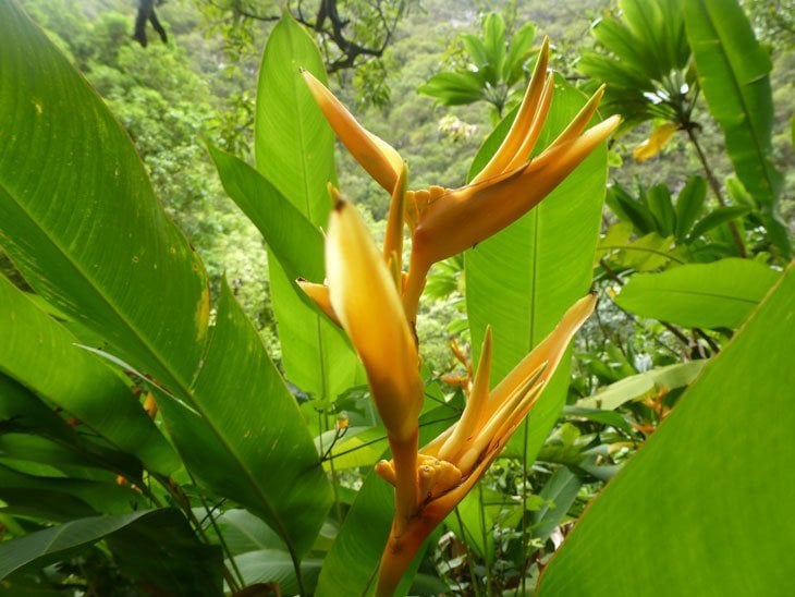 big yellow flower