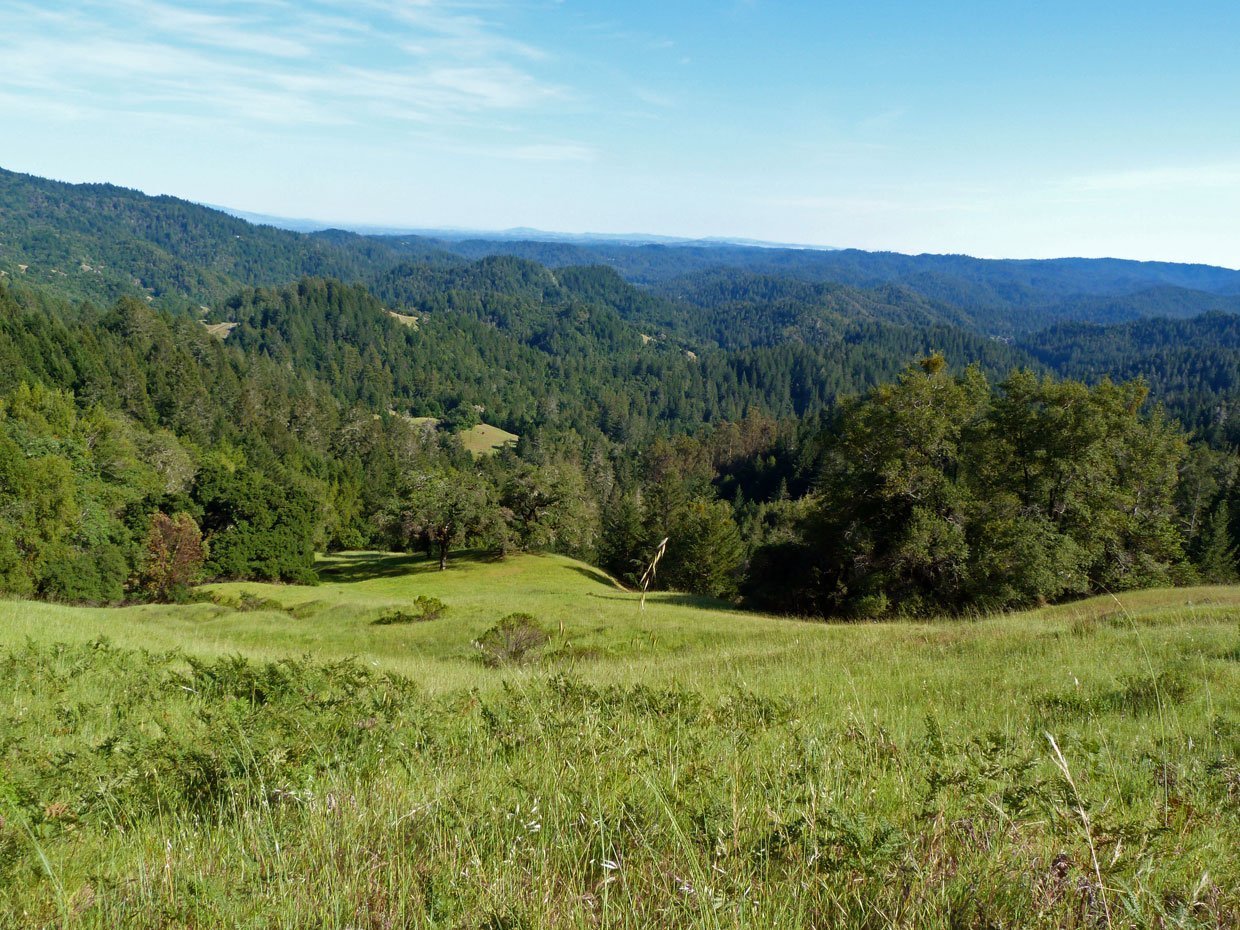 above the redwood trees