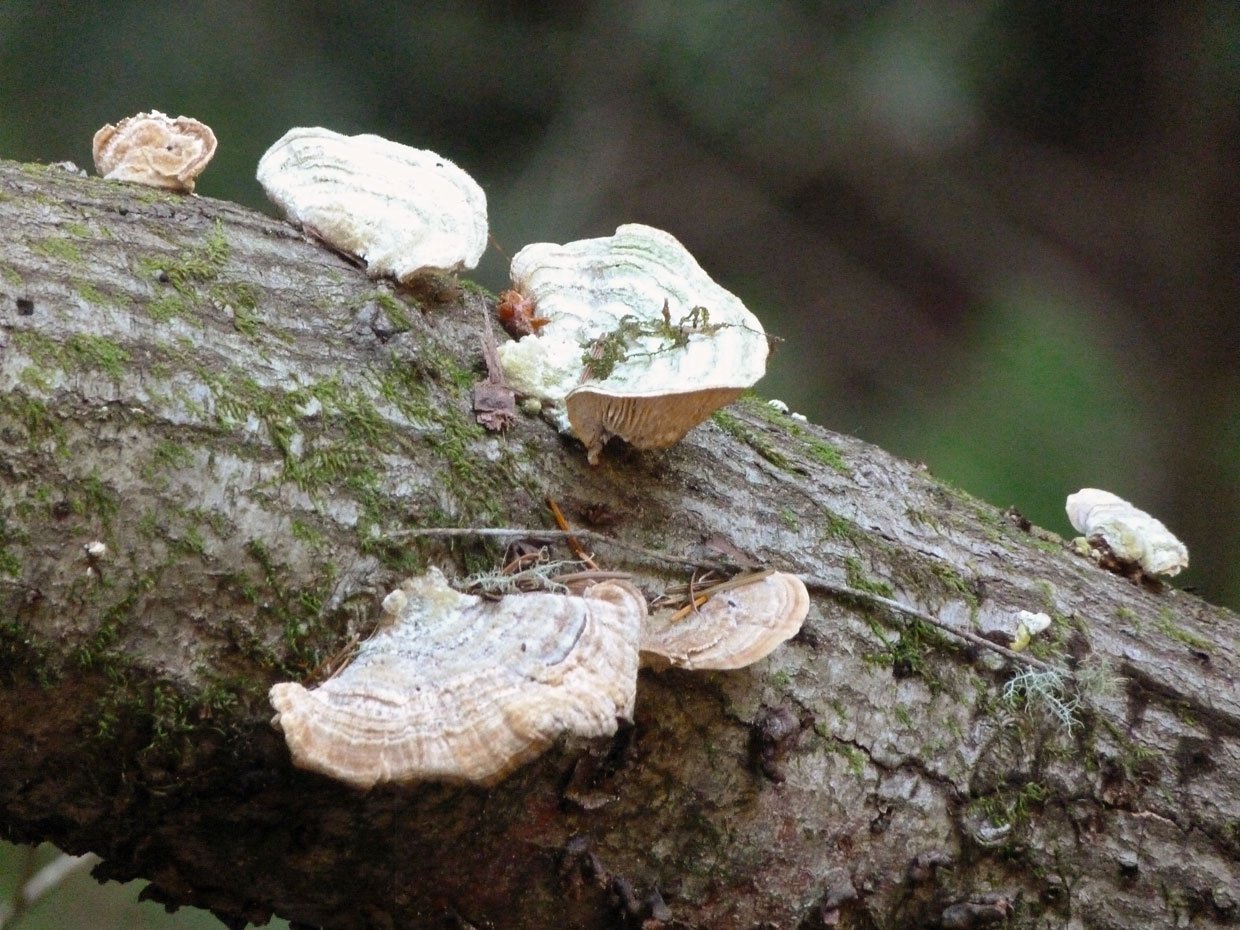 nature on the trees