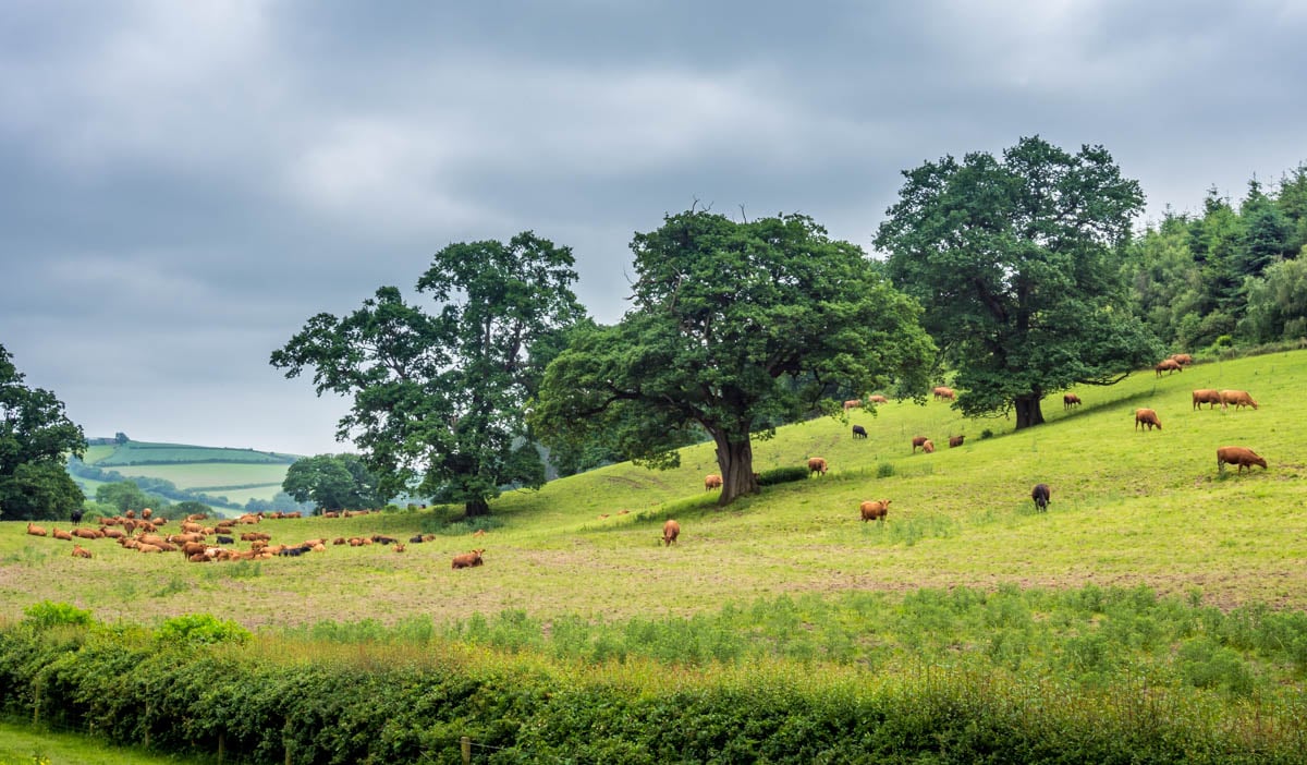 cows and trees