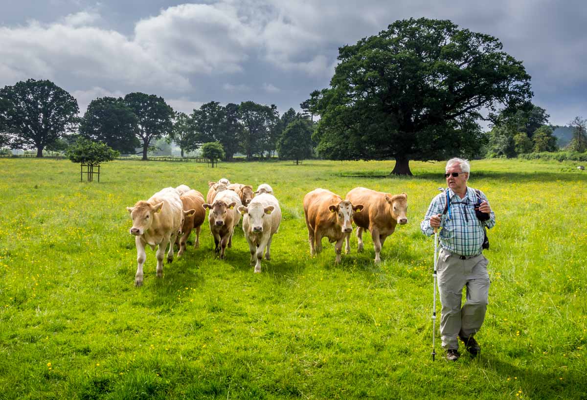 curious calves