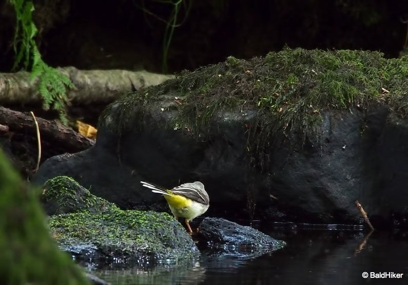 grey wagtail from behind