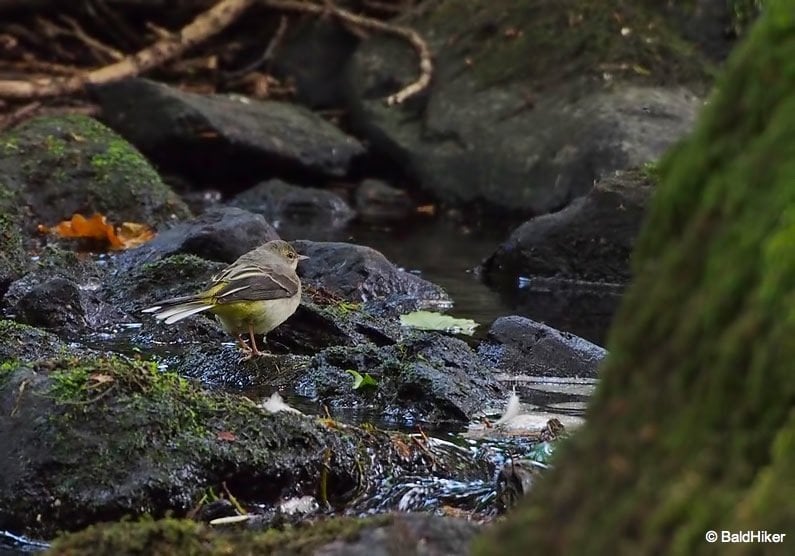 grey wagtail by the river on a stone