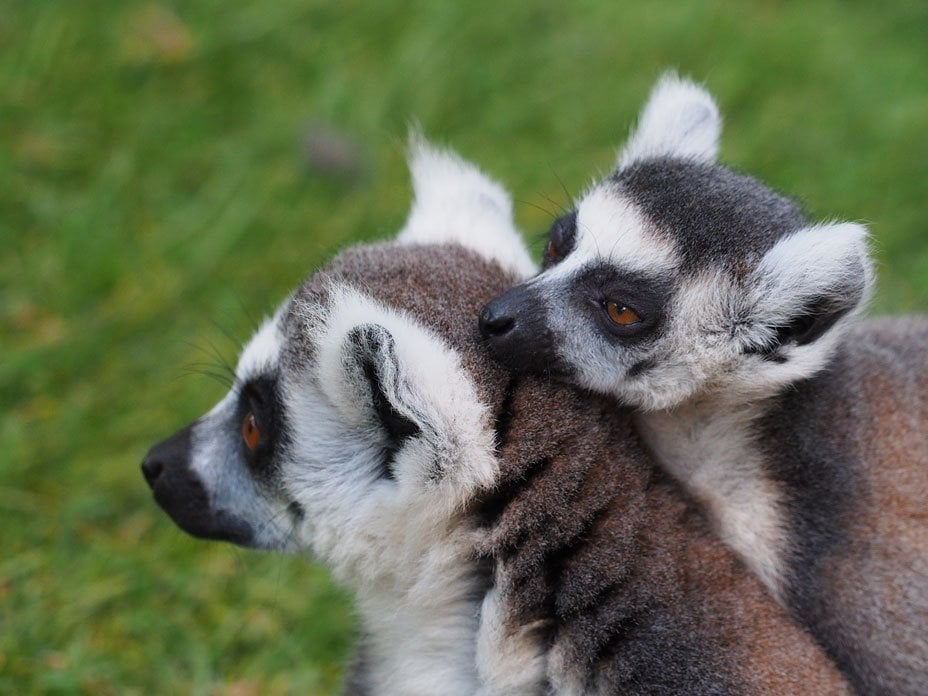 olympus camera lemurs