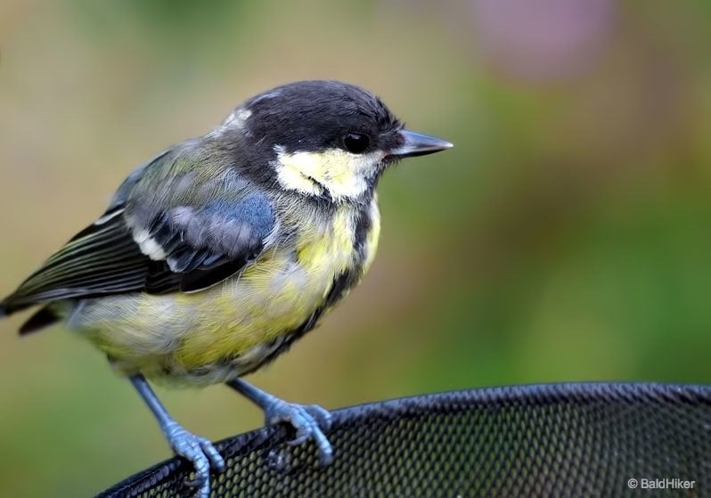 young Great Tit