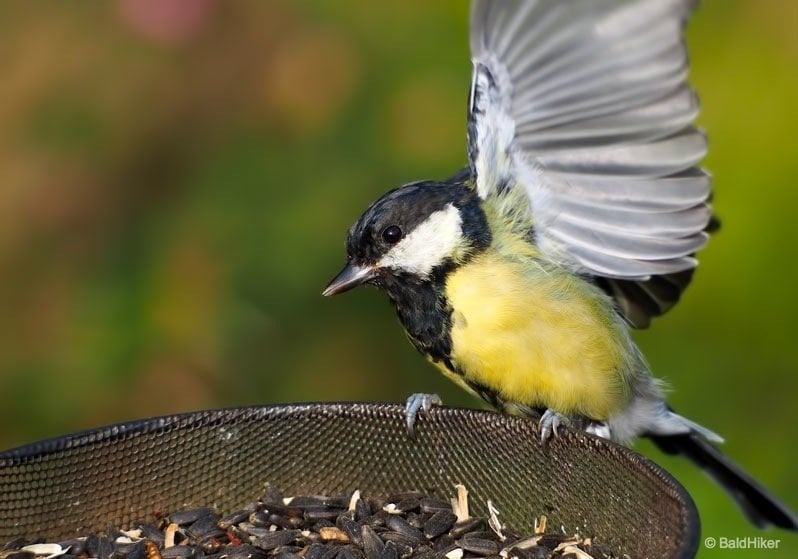 great tit taking off