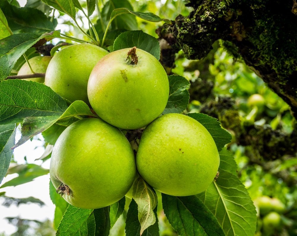 hanging fruit