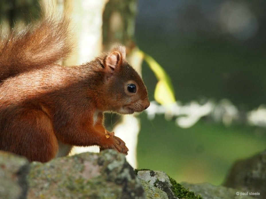 red squirrel close up