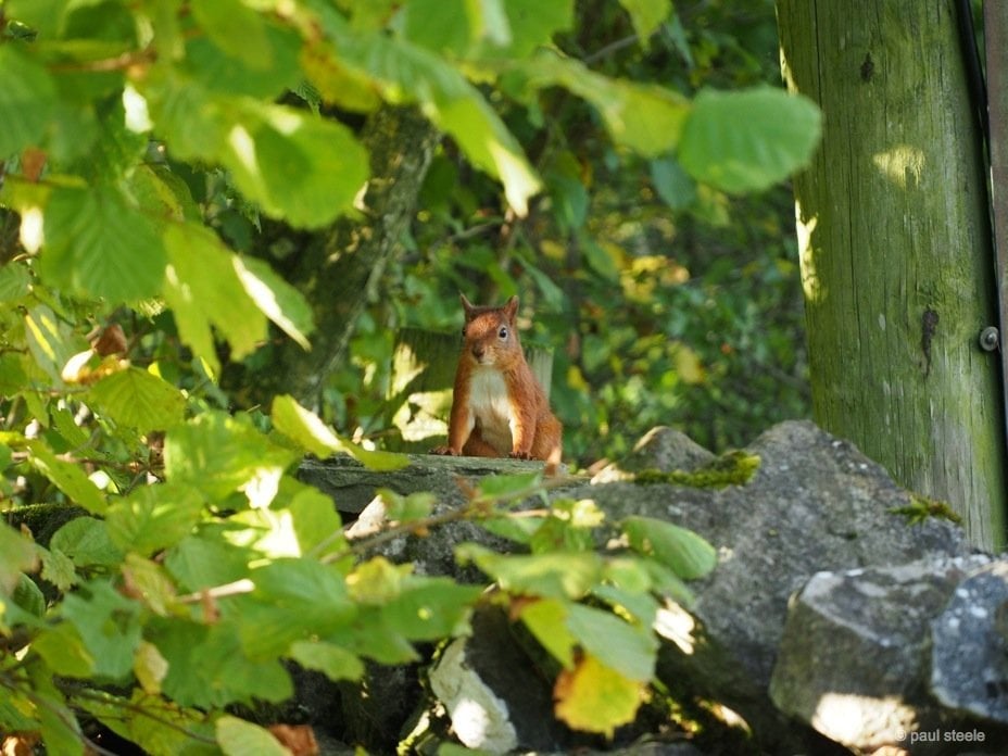 red squirrel UK