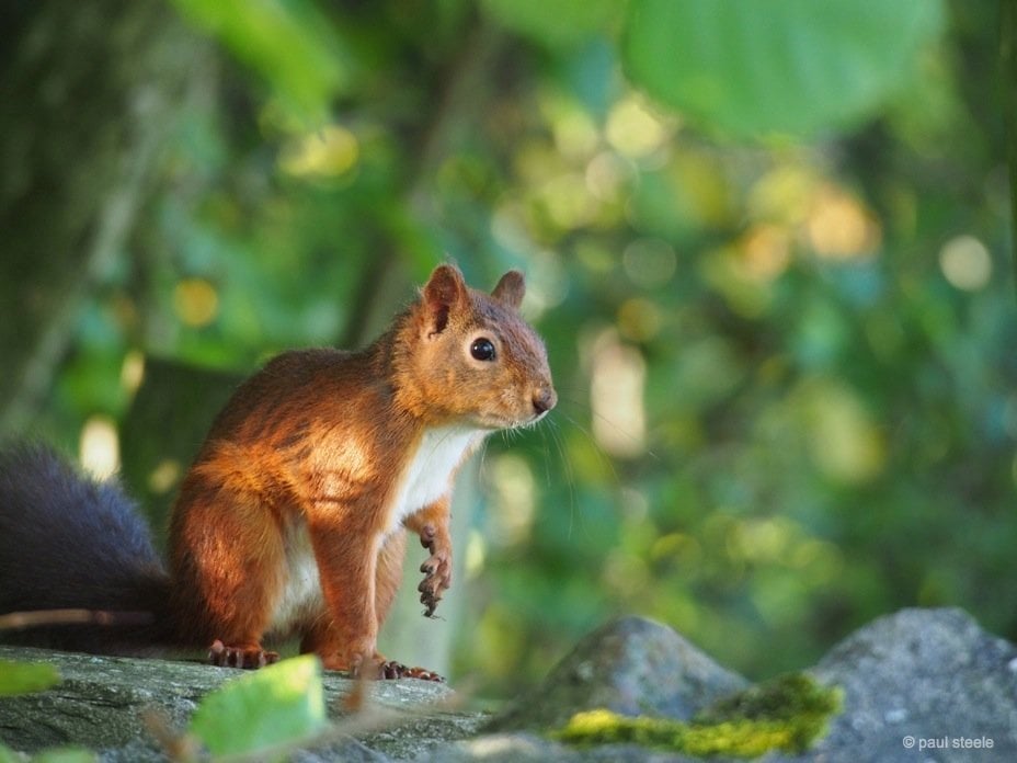 red squirrel on the wall