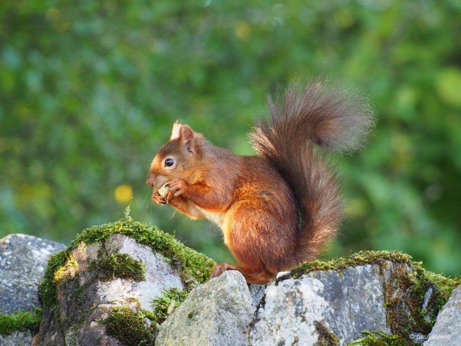 red squirrel eating a nut