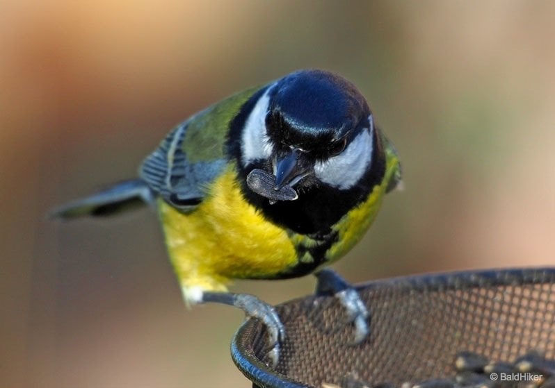 close up of a Great Tit