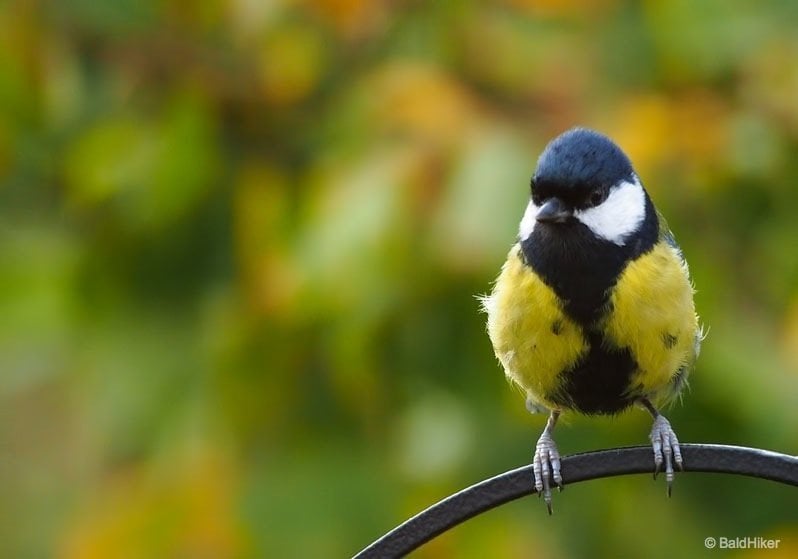 angry liitle Great Tit