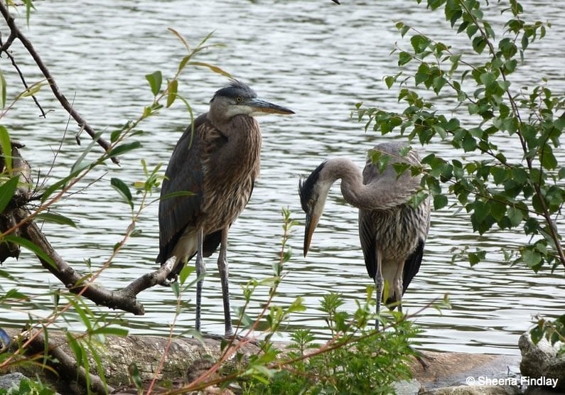 2 herons by the water