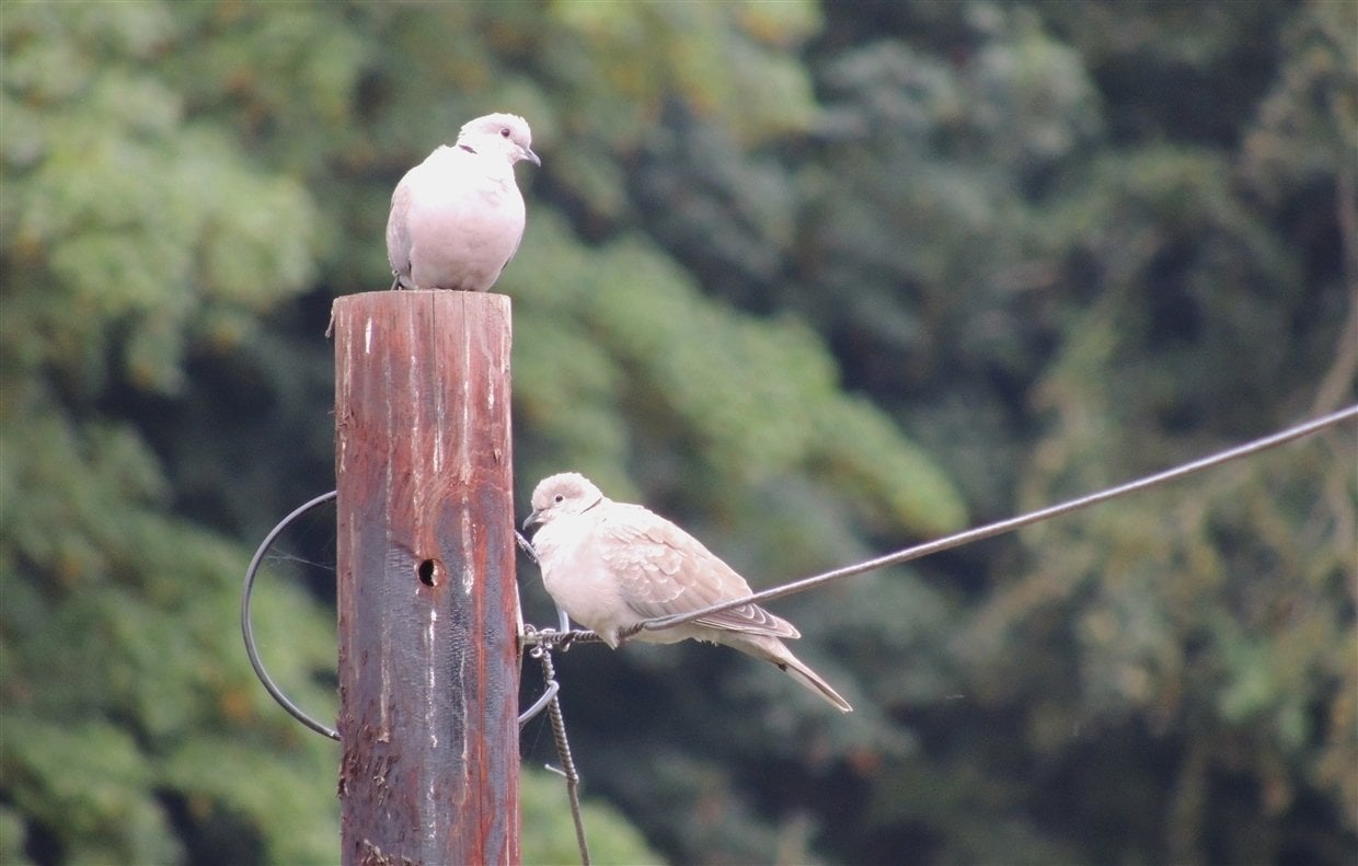 Pic 8 Teffont collar doves- wiltshire