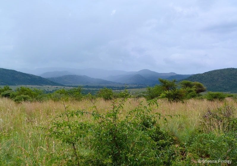 landscape and bush at Pilanesberg Game Reserve and National Park