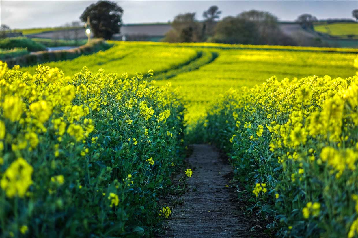 Trees Yellow Rapeseed Home Cooking Rapeseed Flowers Rice Seasoned Trees Yellow Rapeseed Home Cooking Rapeseed Flowers Rice Seasoned