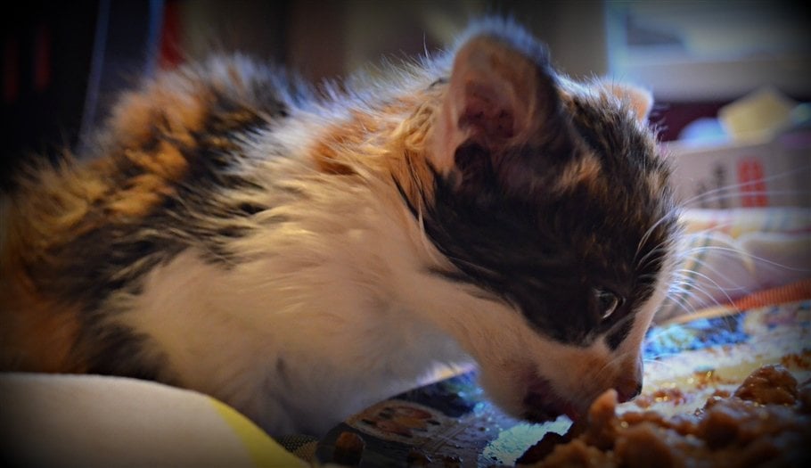 Rescued Ferral Kitten
