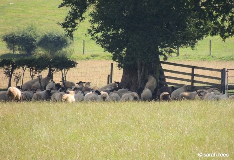 sheep beneath tree