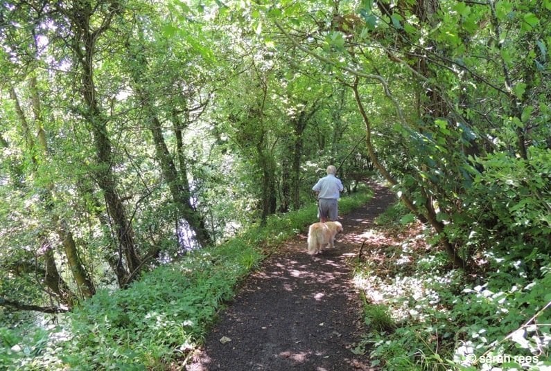 dog walker river ogmore