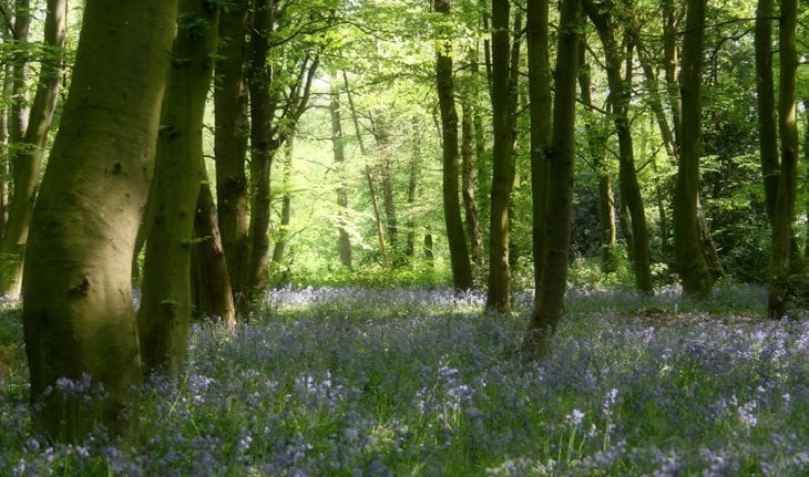 sunshine and bluebells