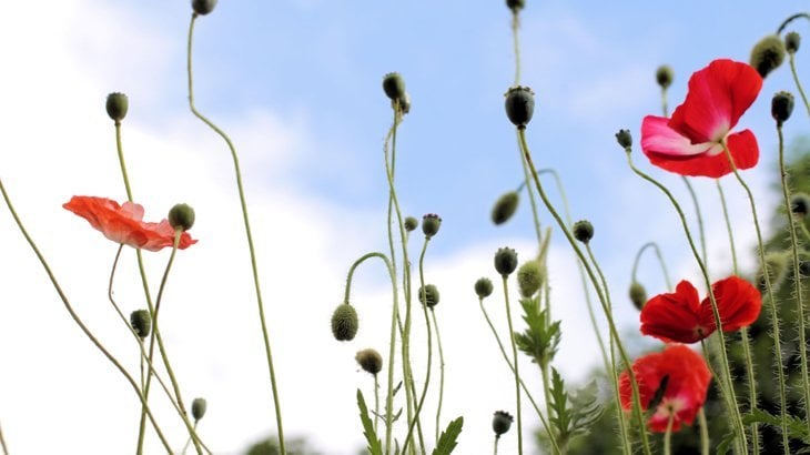 poppies in the field