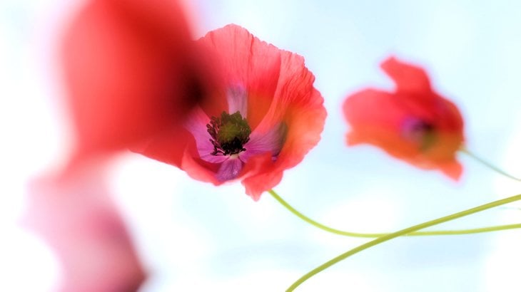 poppies bokeh