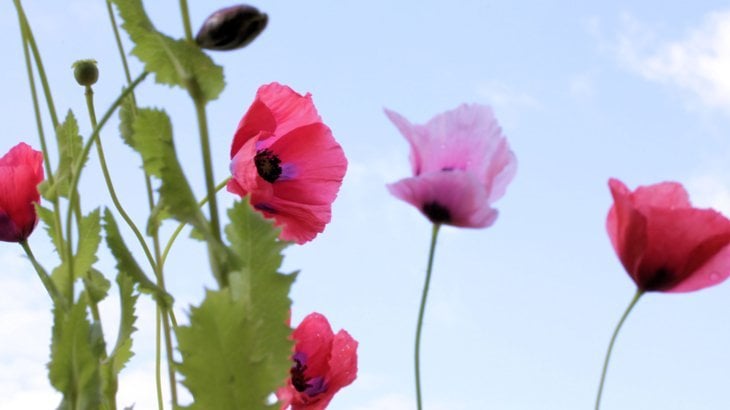 pink and red poppies