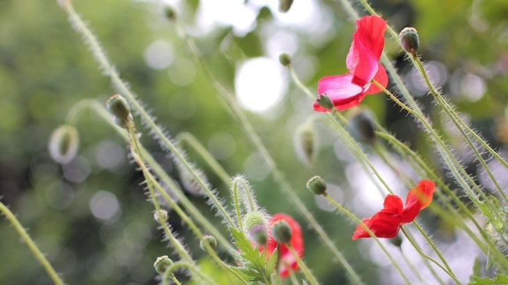 poppies