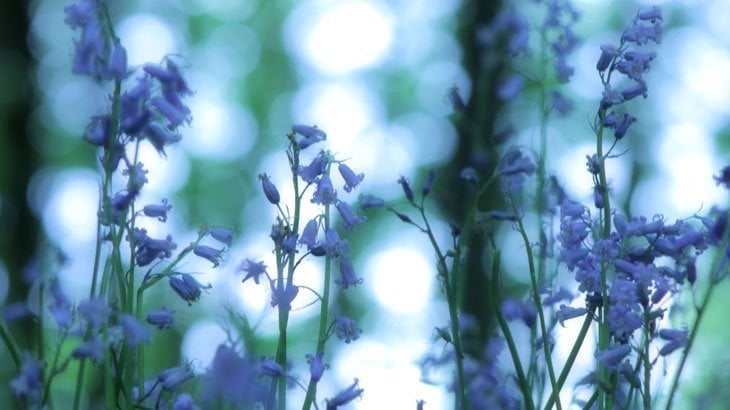 macro bluebells