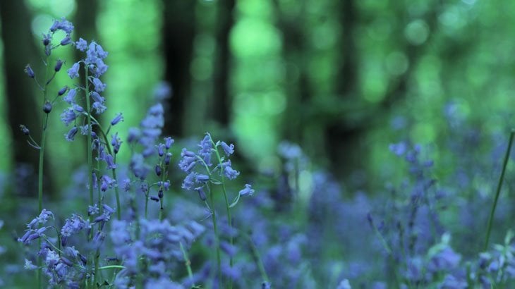 green and blue