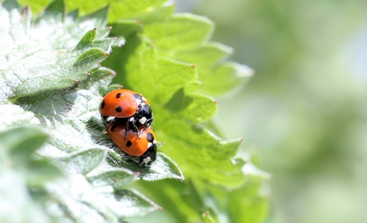 Ladybirds mating