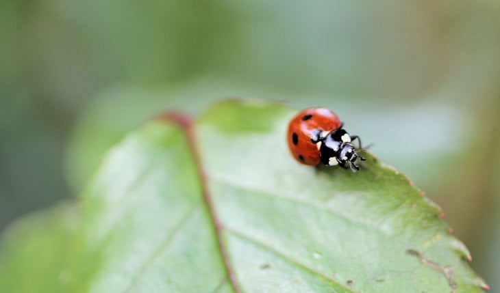 black spotted ladybird