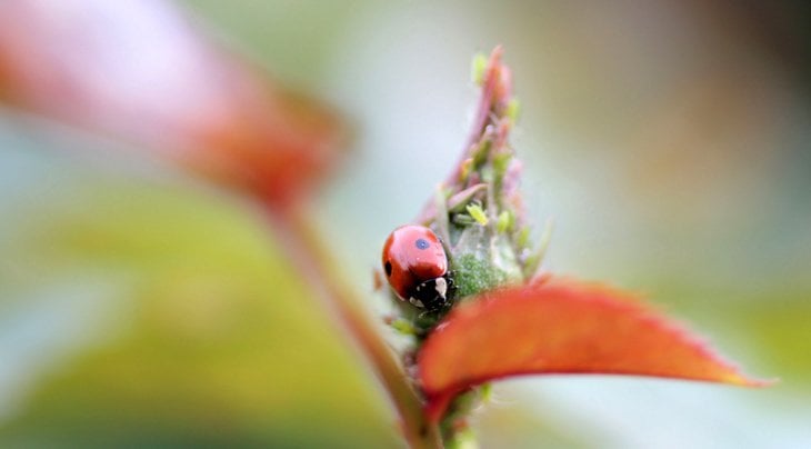 Ladybird on a leaf