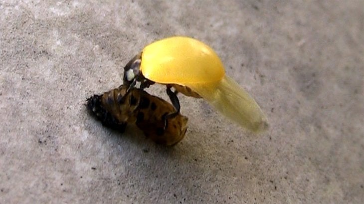 young and yellow Ladybird emerging