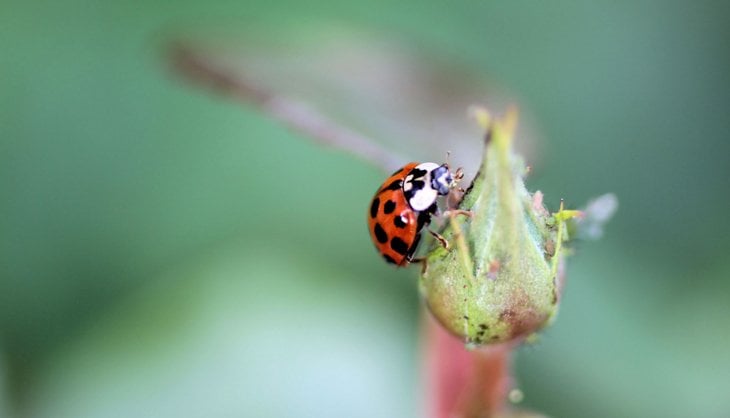 Harlequin ladybird with white head