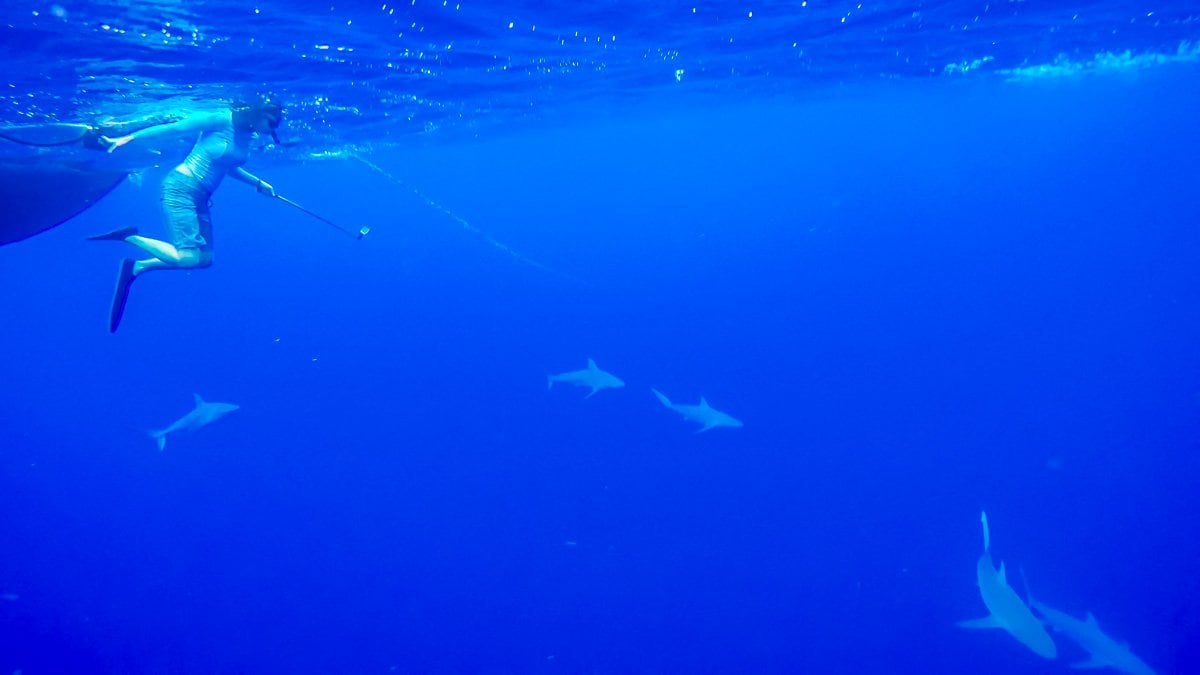 going underwater with sharks