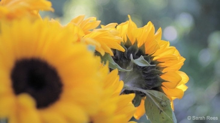 yellow sunflowers