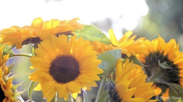 group of sunflowers