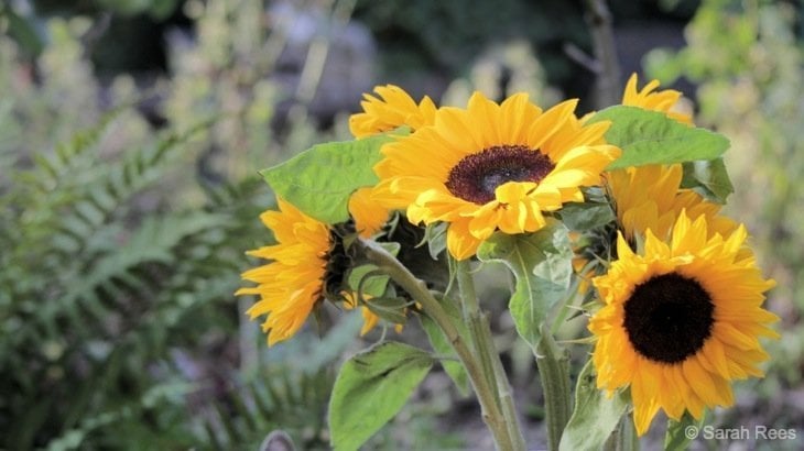 sunflower care