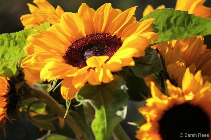 group of Sunflowers