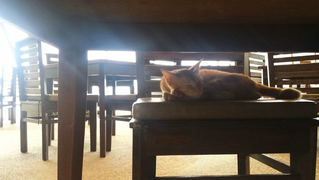 stray cat on a chair at the beach