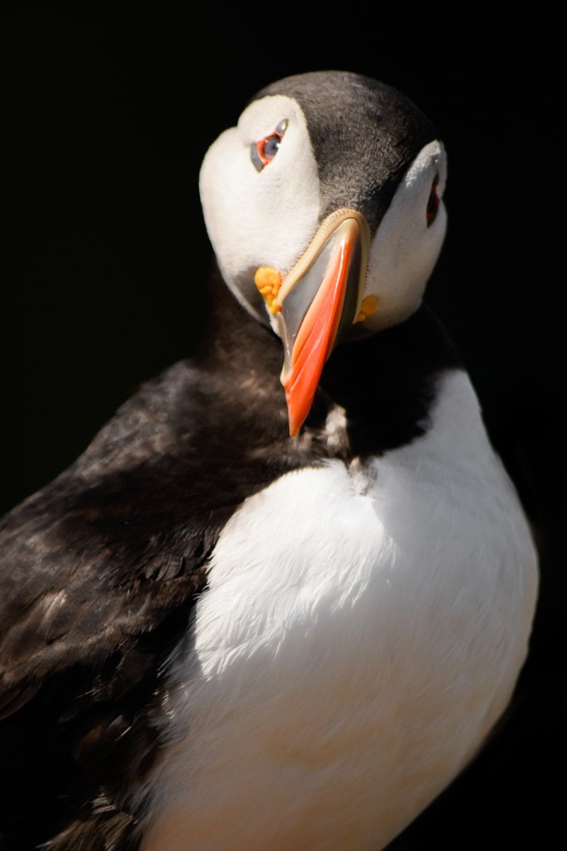 a puffin in pembrokeshire