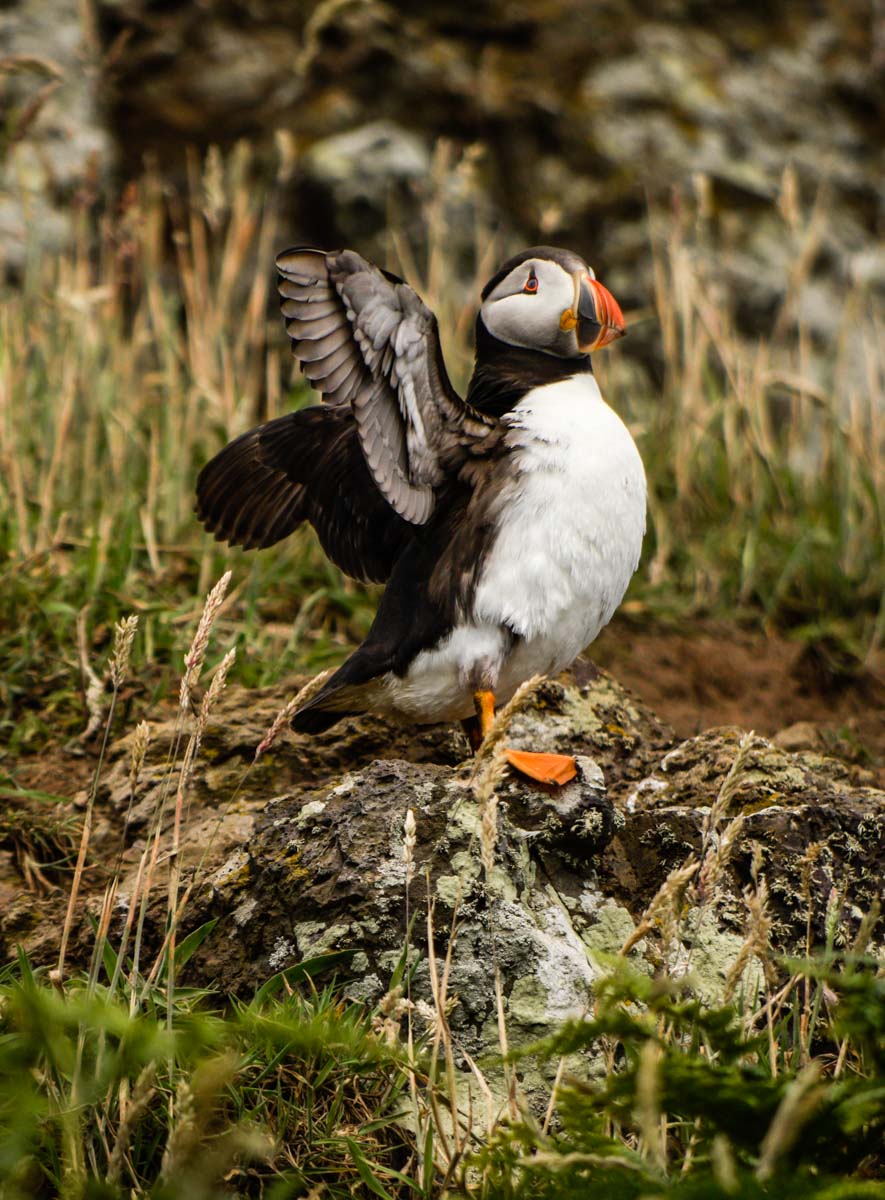 puffin flapping wings