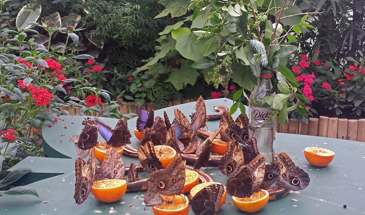 butterfly feeding station with oranges