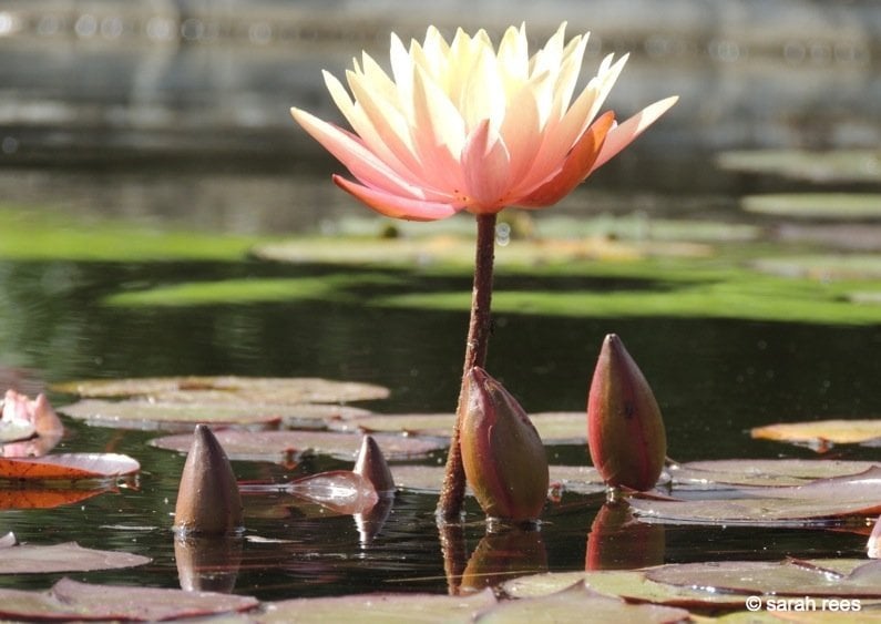 Water Lily and buds